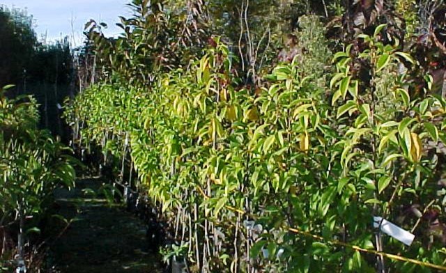 Bigger plants. Cambridge Tree Trust